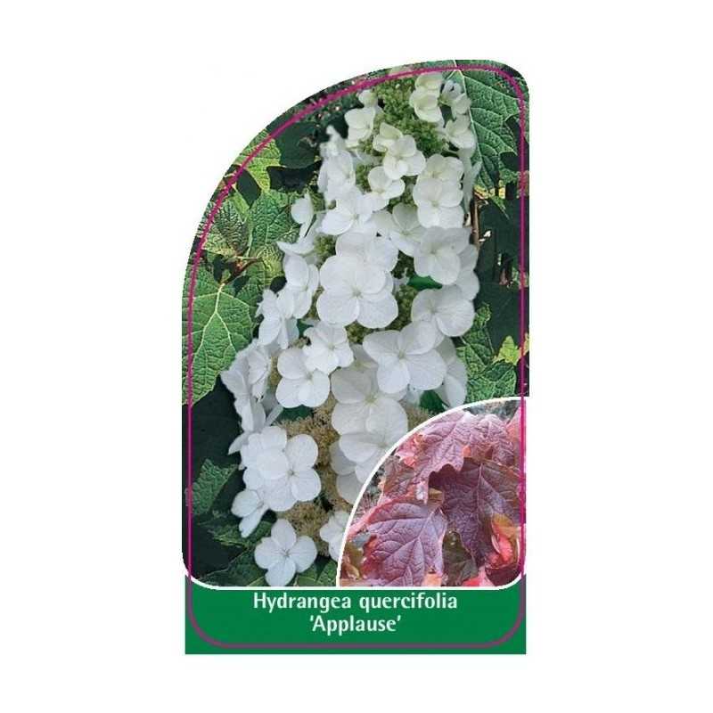 hydrangea-quercifolia-applause-a1