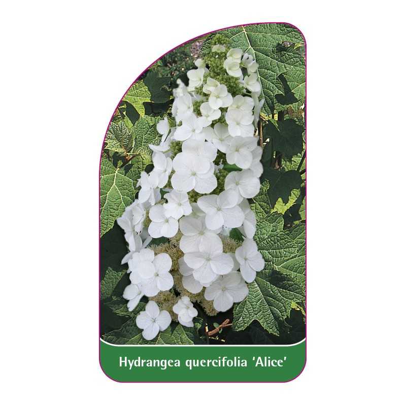 hydrangea-quercifolia-alice-1