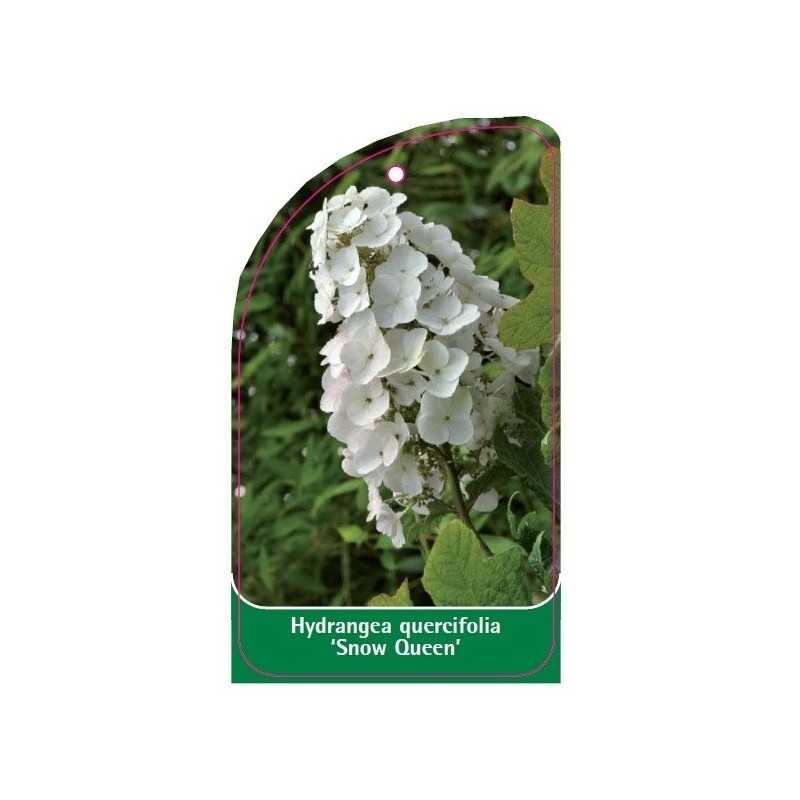 hydrangea-quercifolia-snow-queen-a1