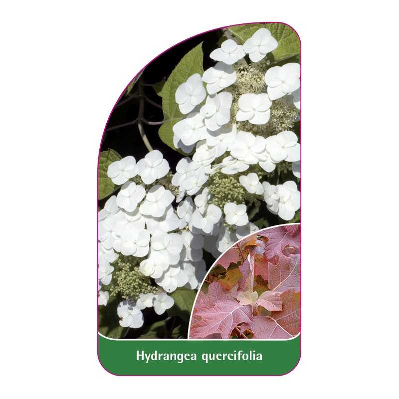 hydrangea-quercifolia1