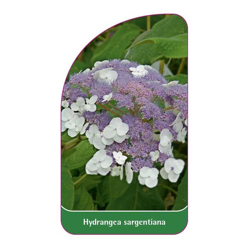 hydrangea-sargentiana1