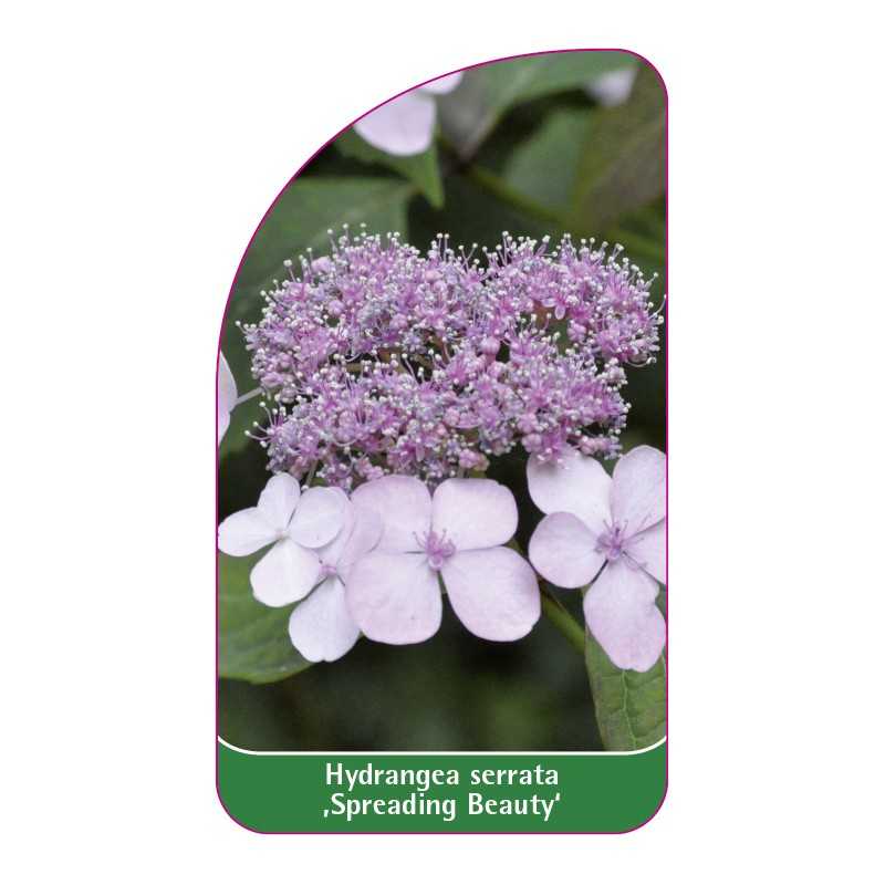 hydrangea-serrata-spreading-beauty-1