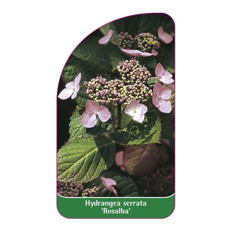 hydrangea-serrata-rosalba-1