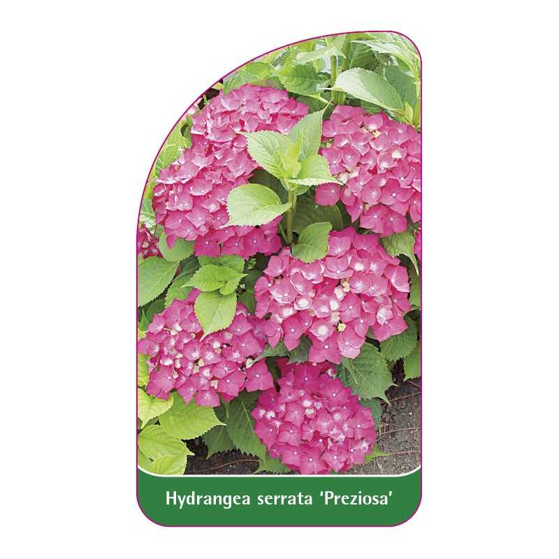 hydrangea-serrata-preziosa-1