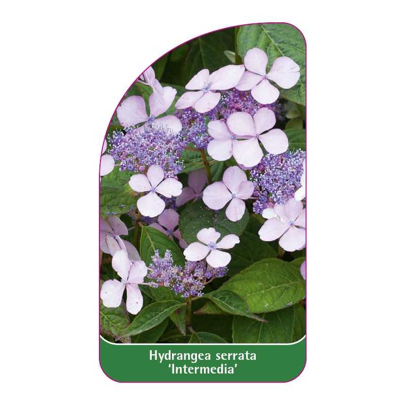 hydrangea-serrata-intermedia-1