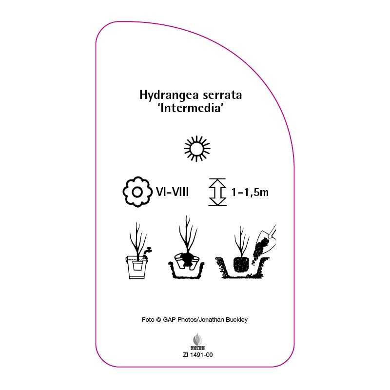 hydrangea-serrata-intermedia-0