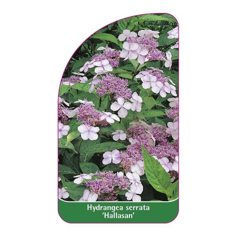 hydrangea-serrata-hallasan-1