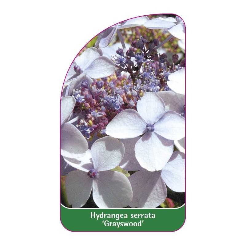 hydrangea-serrata-grayswood-1