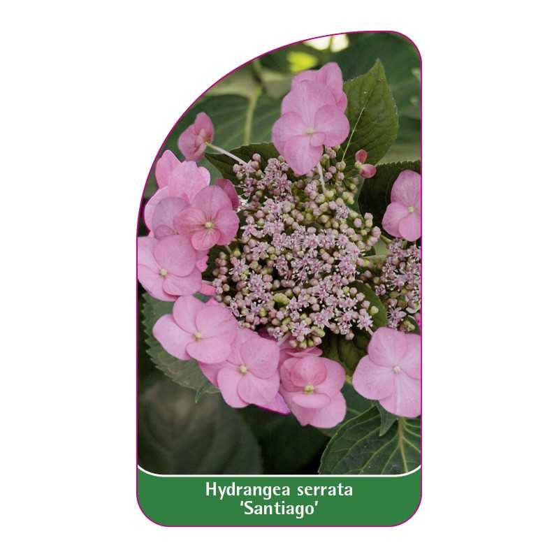 hydrangea-serrata-santiago-1