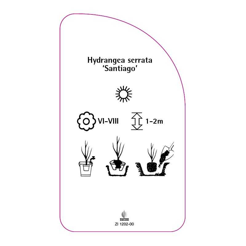 hydrangea-serrata-santiago-0