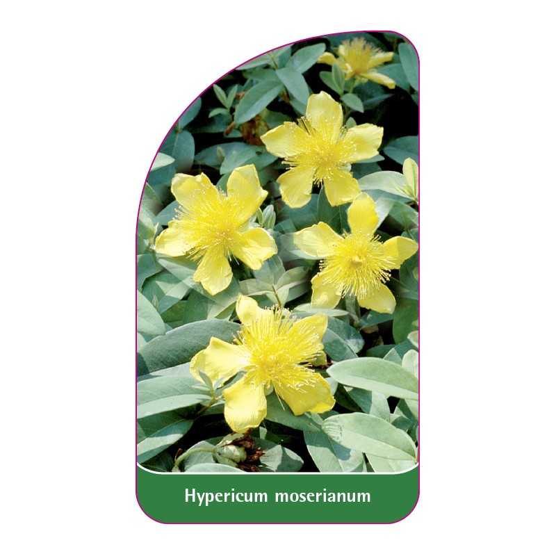 hypericum-moserianum1