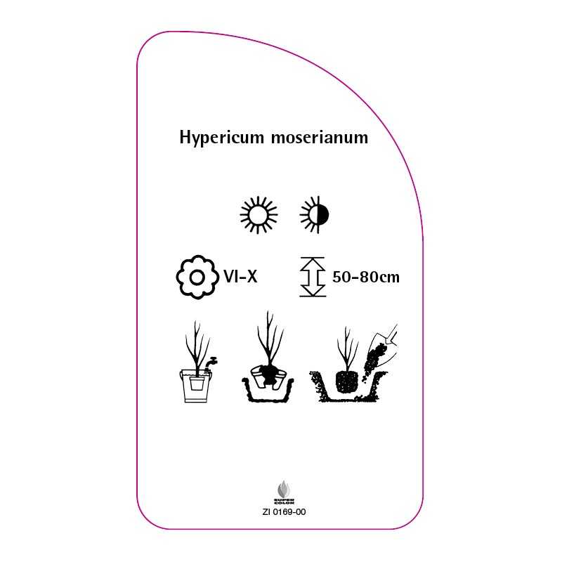 hypericum-moserianum0