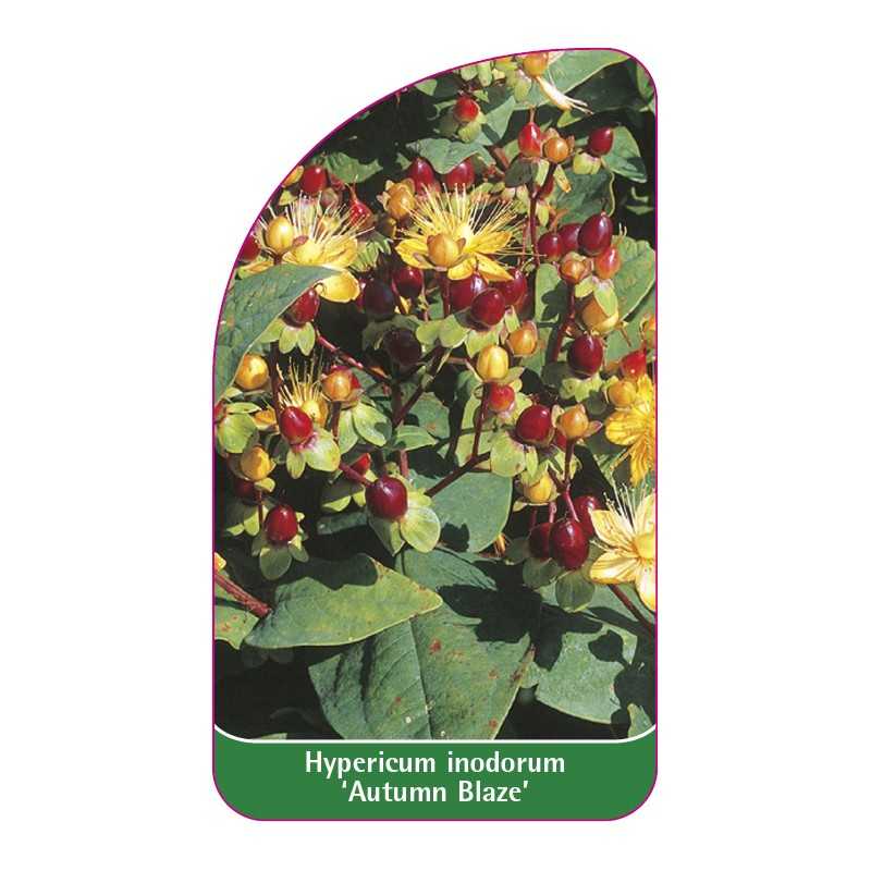 hypericum-inodorum-autumn-blaze-1