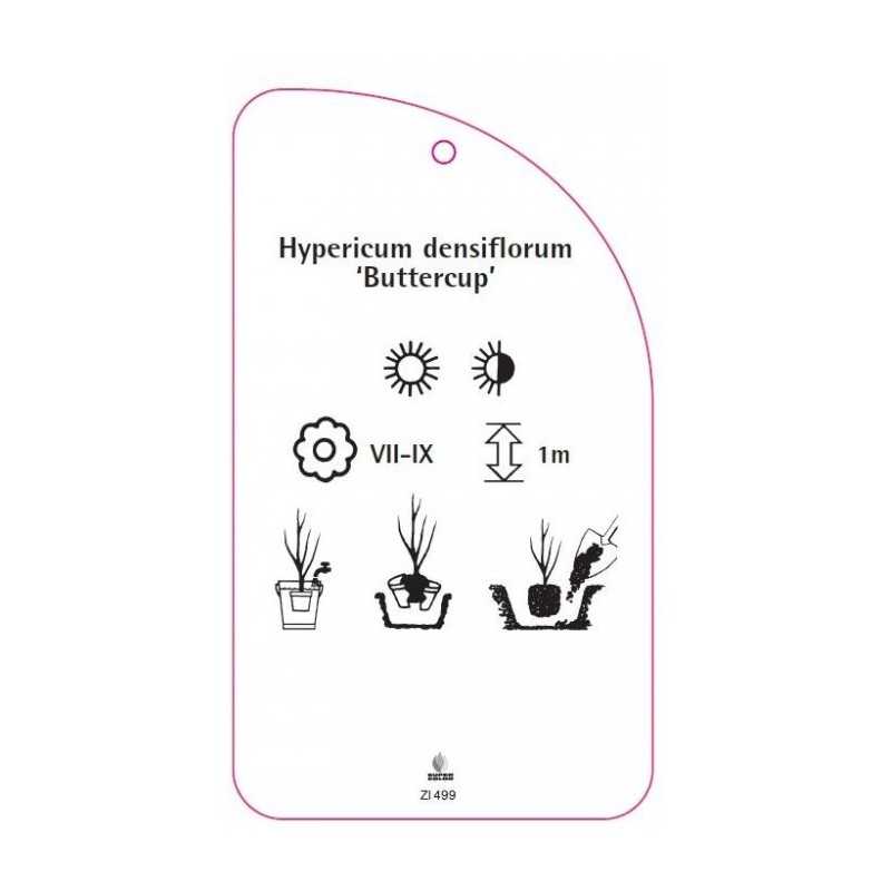 hypericum-denisflorum-buttercup-0