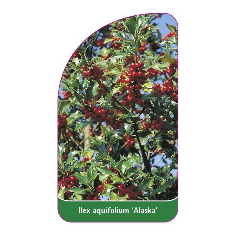 ilex-aquifolium-alaska-a1
