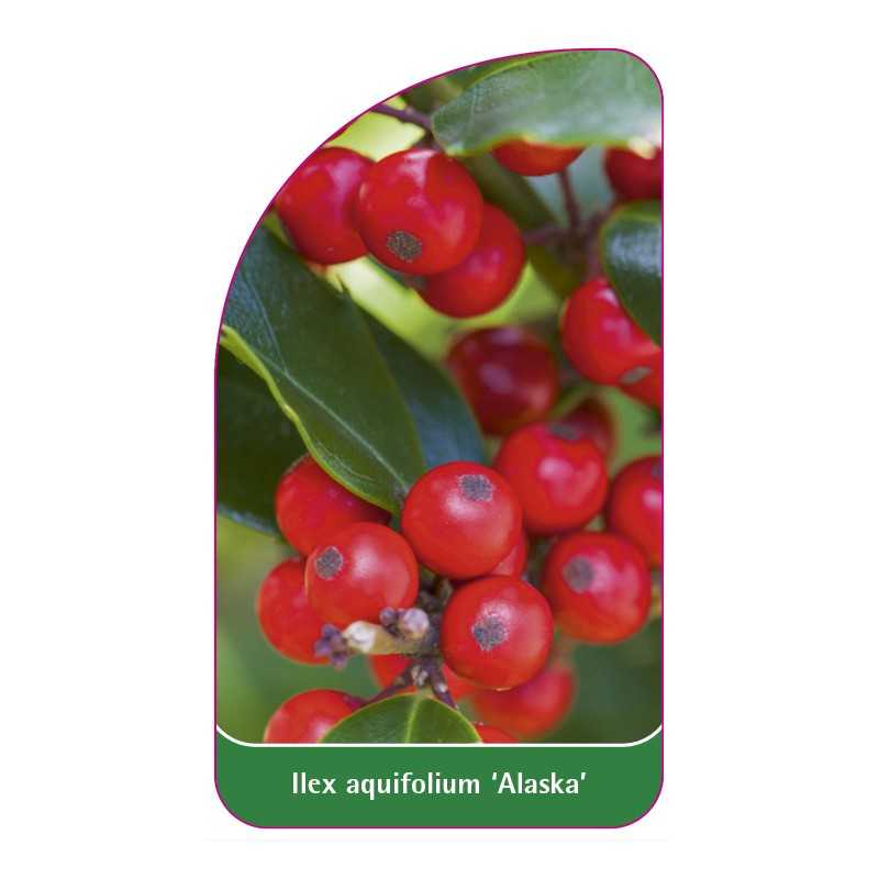 ilex-aquifolium-alaska-b1