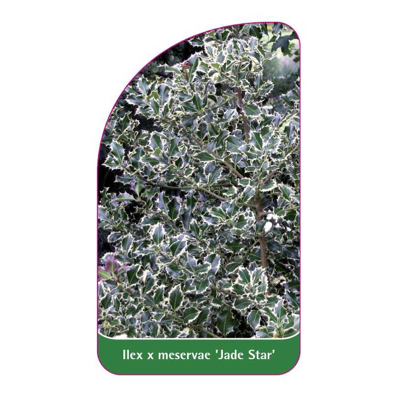 ilex-x-meserveae-jade-star-1