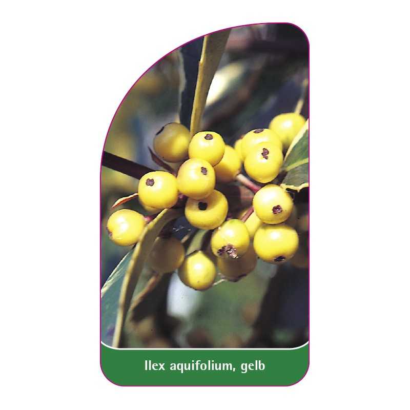 ilex-aquifolium-gelb1