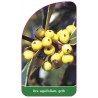 ilex-aquifolium-gelb1