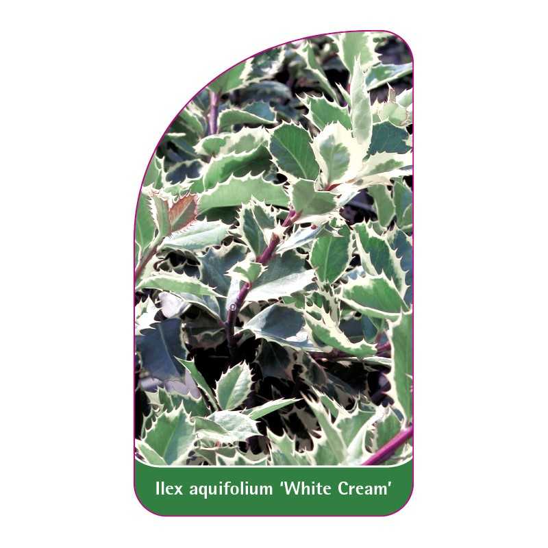 ilex-aquifolium-white-cream-1
