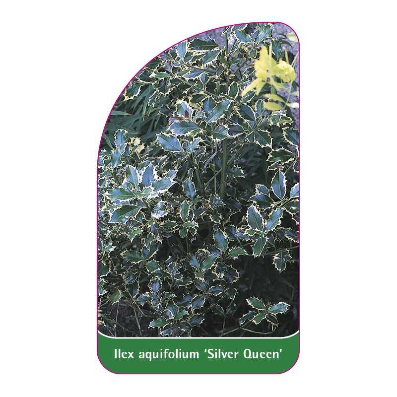 ilex-aquifolium-silver-queen-1