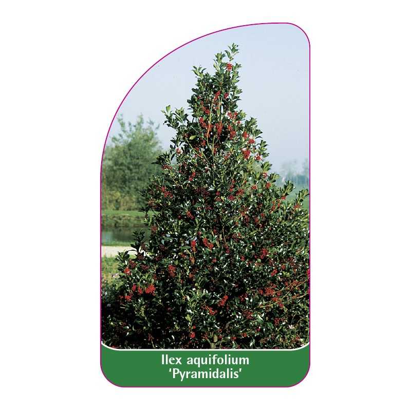 ilex-aquifolium-pyramidalis-1