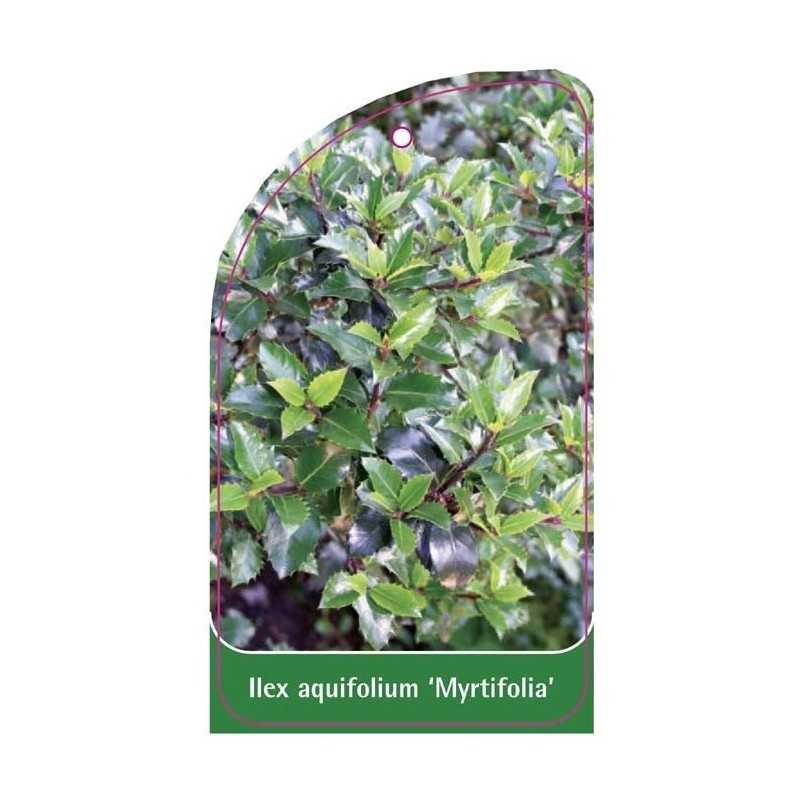 ilex-aquifolium-myrthifolia-1