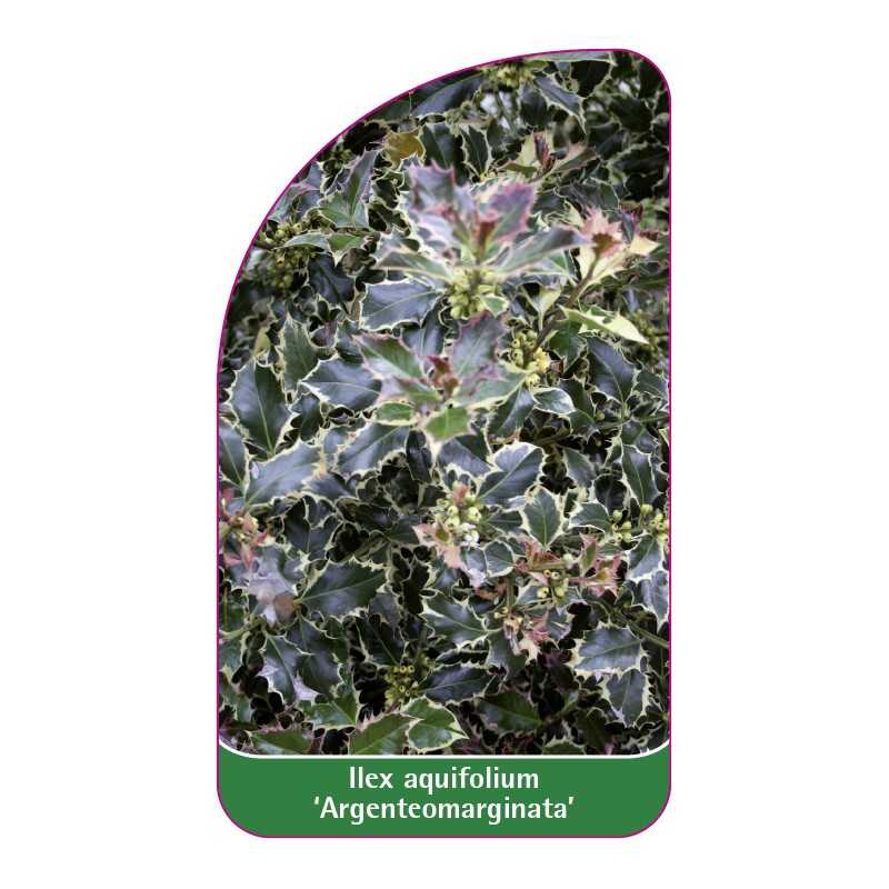 ilex-aquifolium-argenteomarginata-1