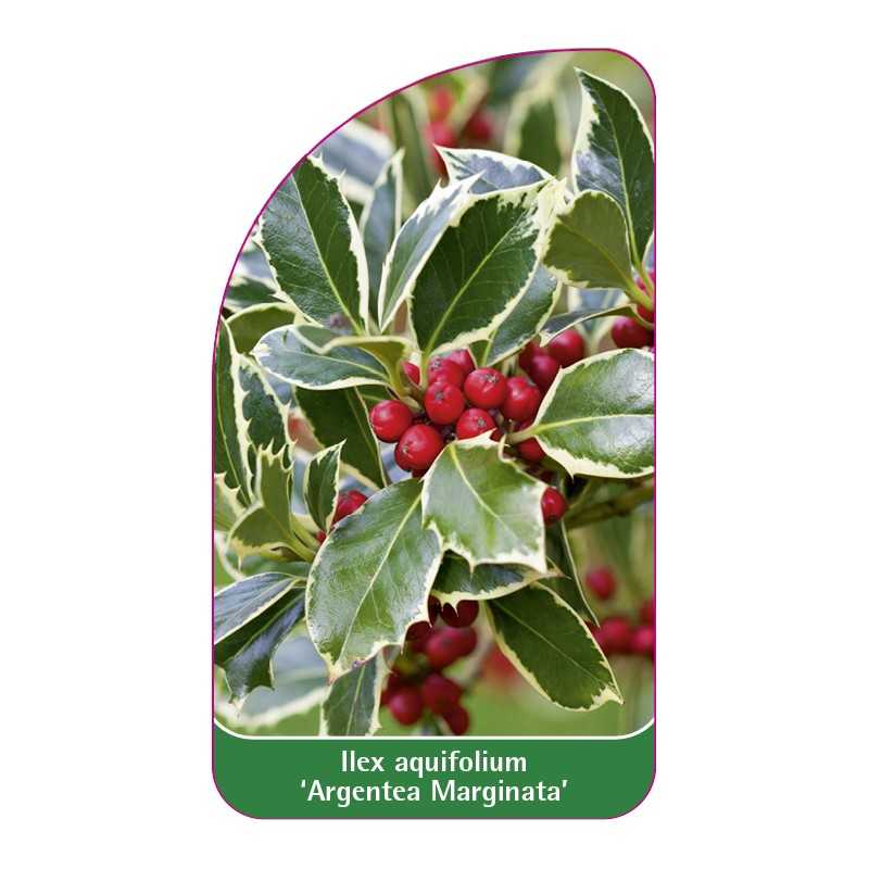 ilex-aquifolium-argentea-marginata-1