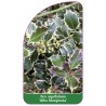 ilex-aquifolium-alba-marginata-1