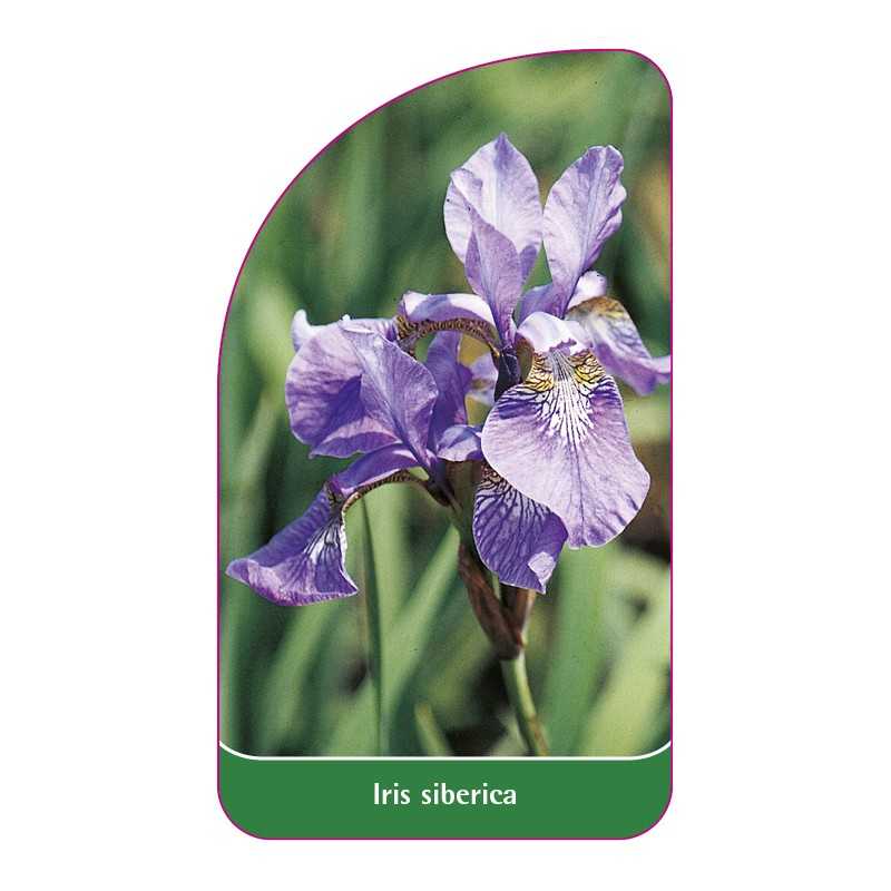 iris-siberica1