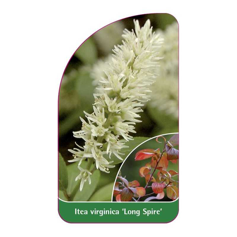 itea-virginica-long-spire-1