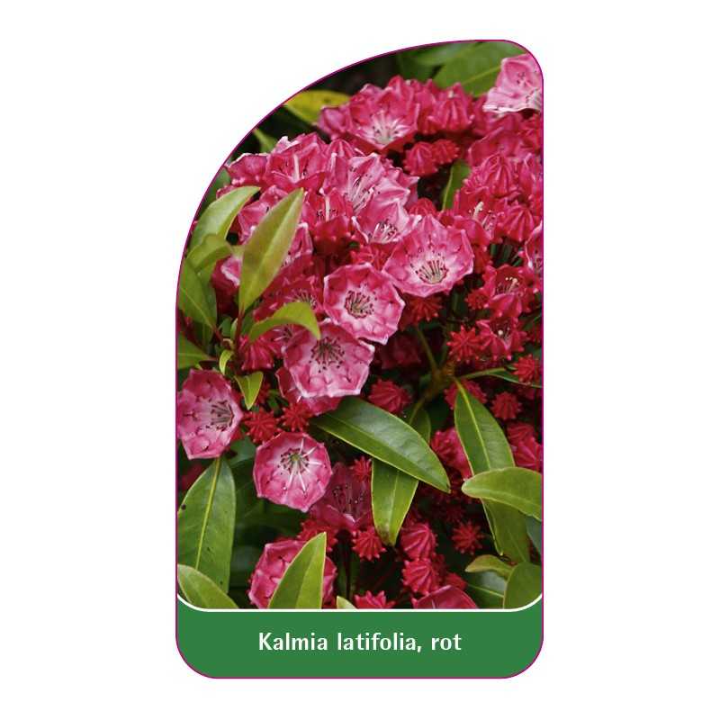 kalmia-latifolia-rot1