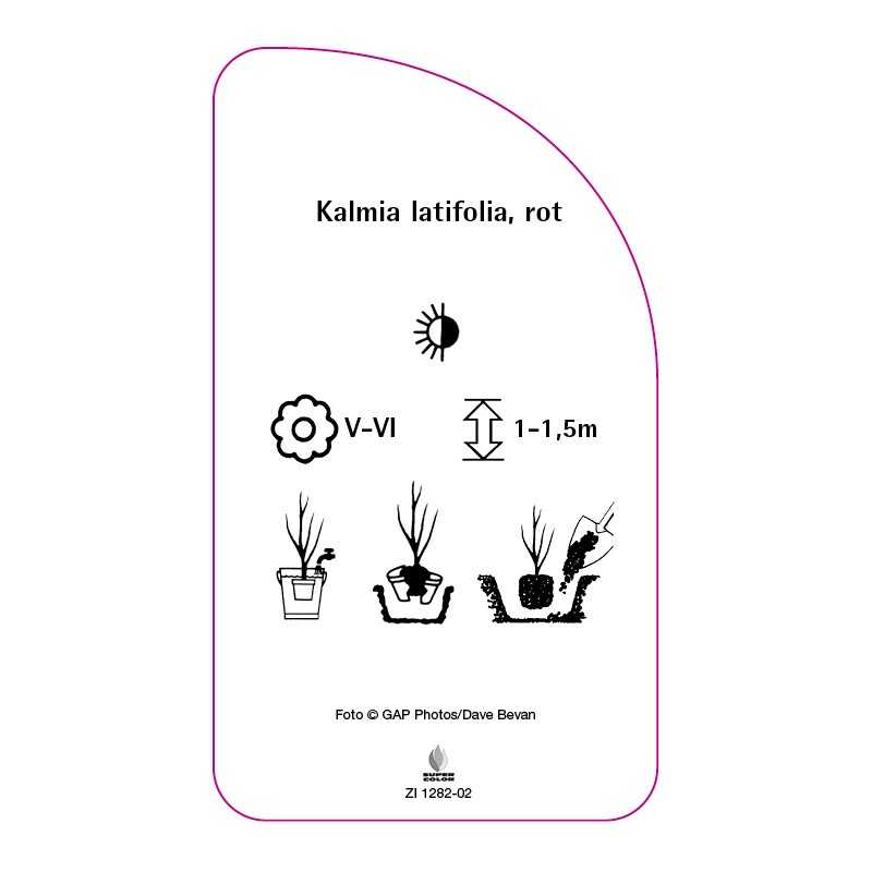 kalmia-latifolia-rot0