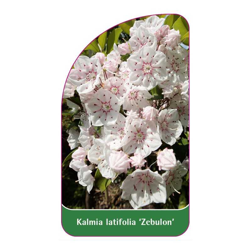 kalmia-latifolia-zebulon-1