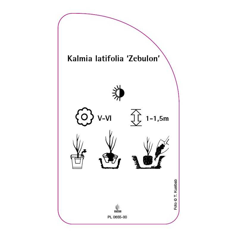 kalmia-latifolia-zebulon-0