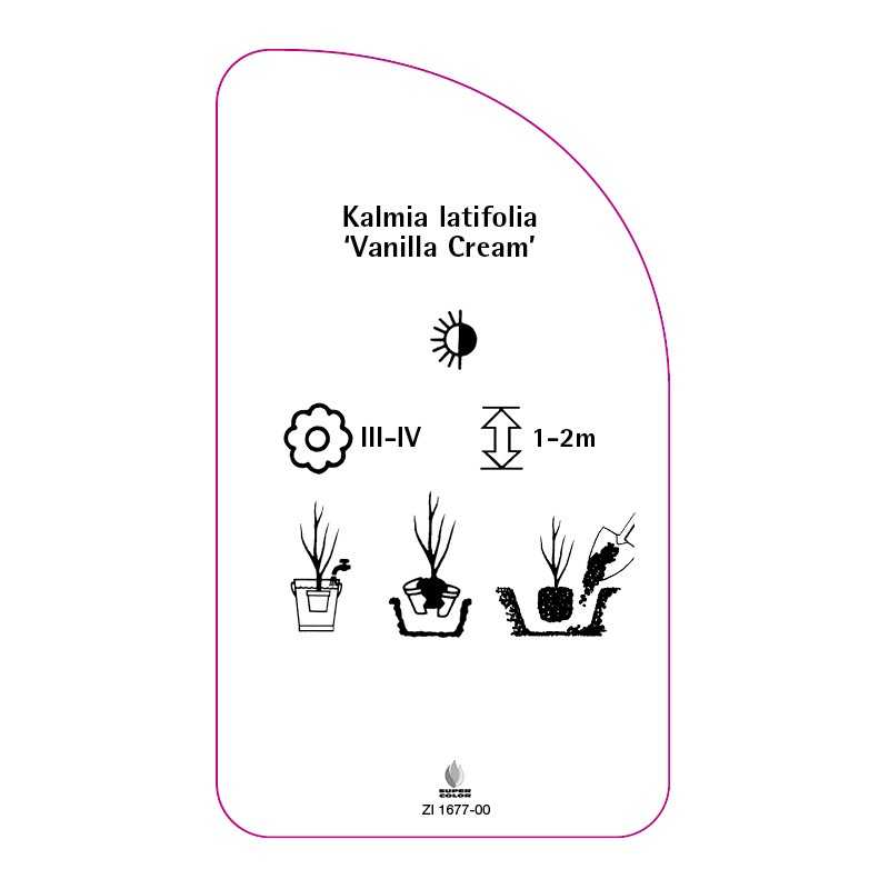 kalmia-latifolia-vanilla-cream-0