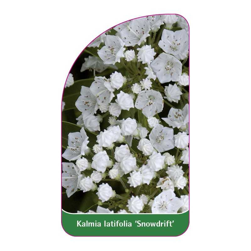 kalmia-latifolia-snowdrift-1
