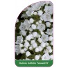kalmia-latifolia-snowdrift-1