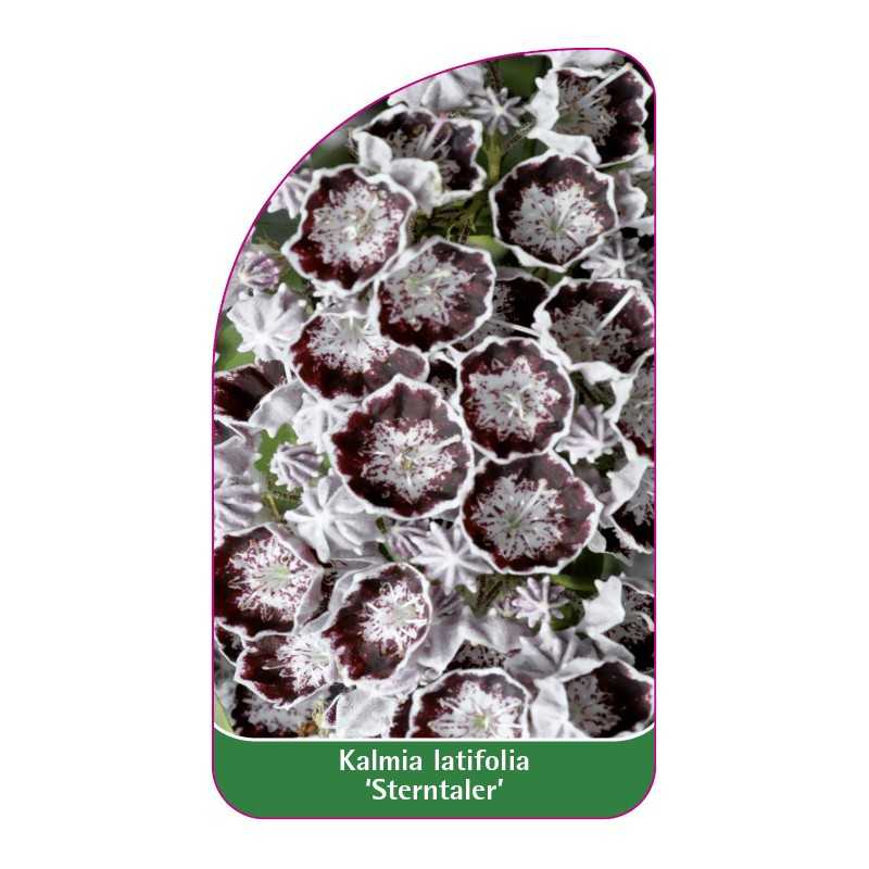 kalmia-latifolia-sterntaler-1