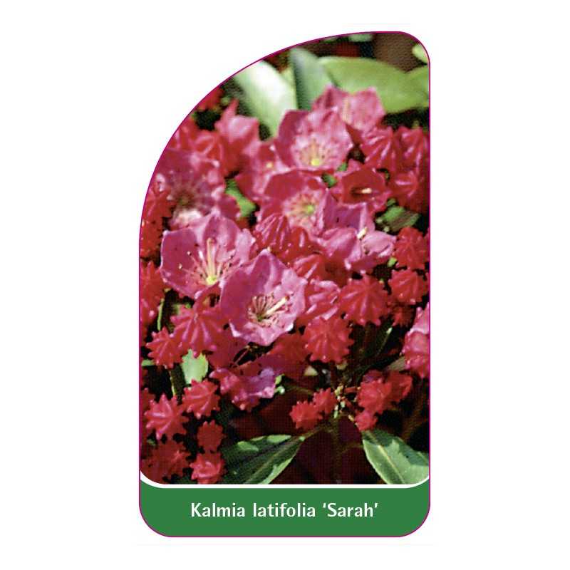 kalmia-latifolia-sarah-1