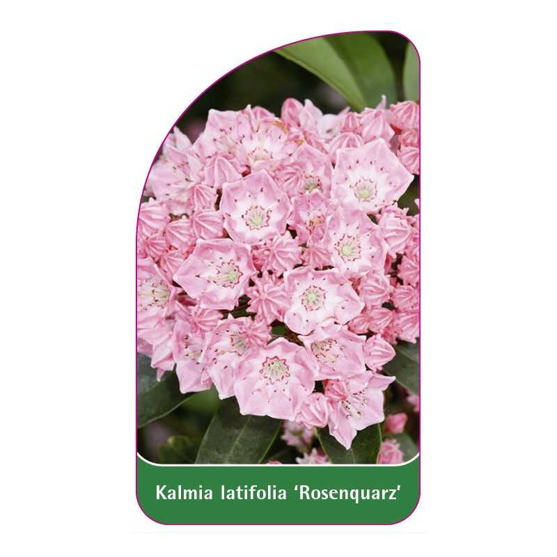 kalmia-latifolia-rosenquarz-1