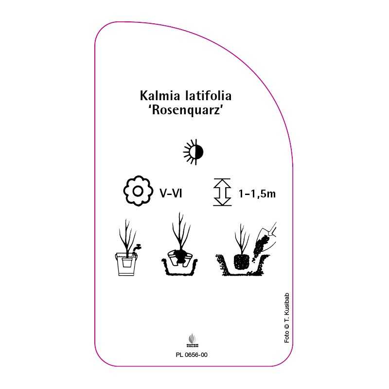 kalmia-latifolia-rosenquarz-0