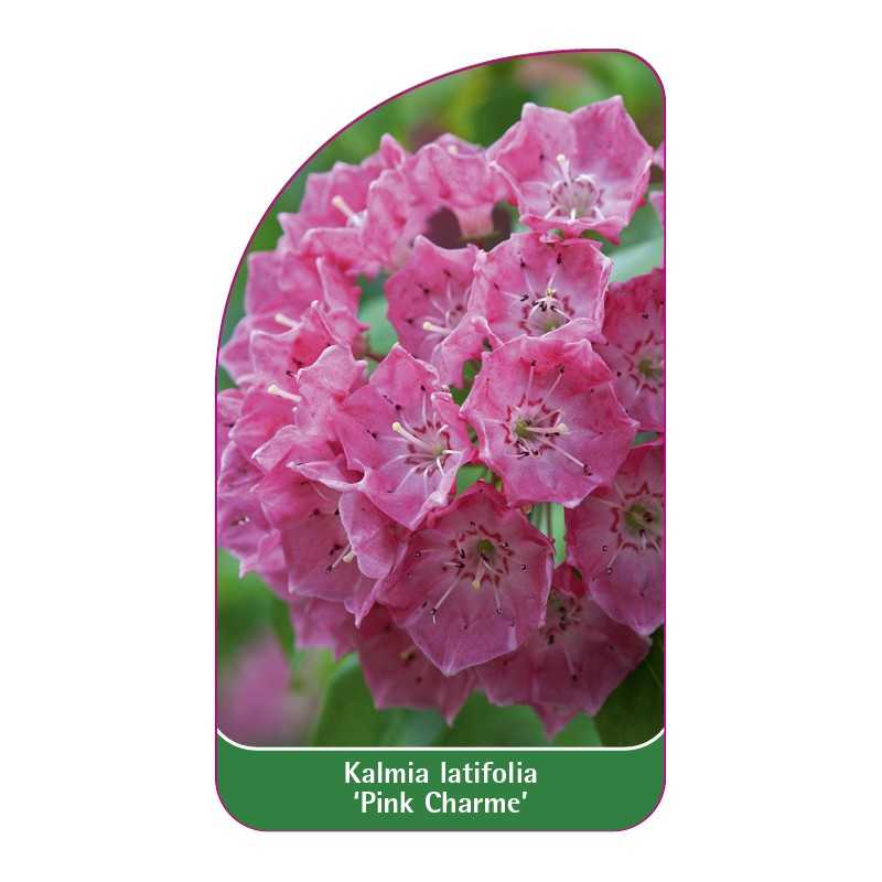 kalmia-latifolia-pink-charme-1