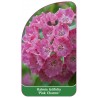 kalmia-latifolia-pink-charme-1