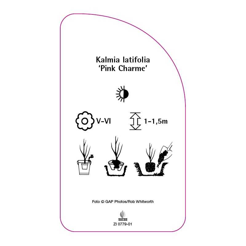 kalmia-latifolia-pink-charme-0