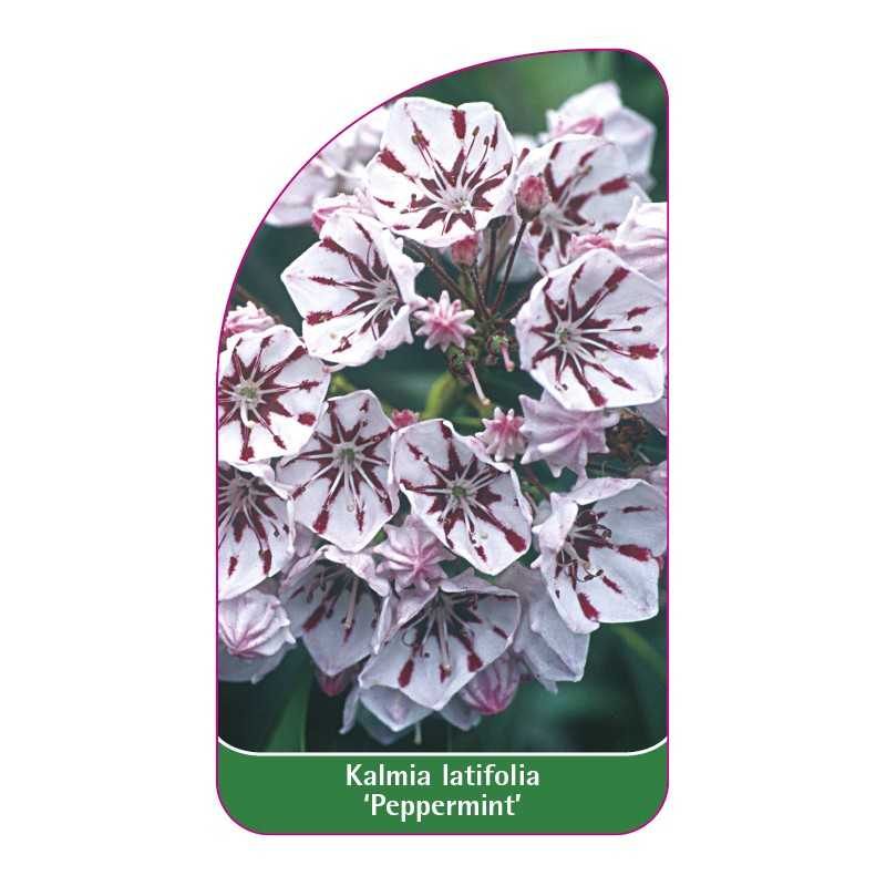 kalmia-latifolia-peppermint-1
