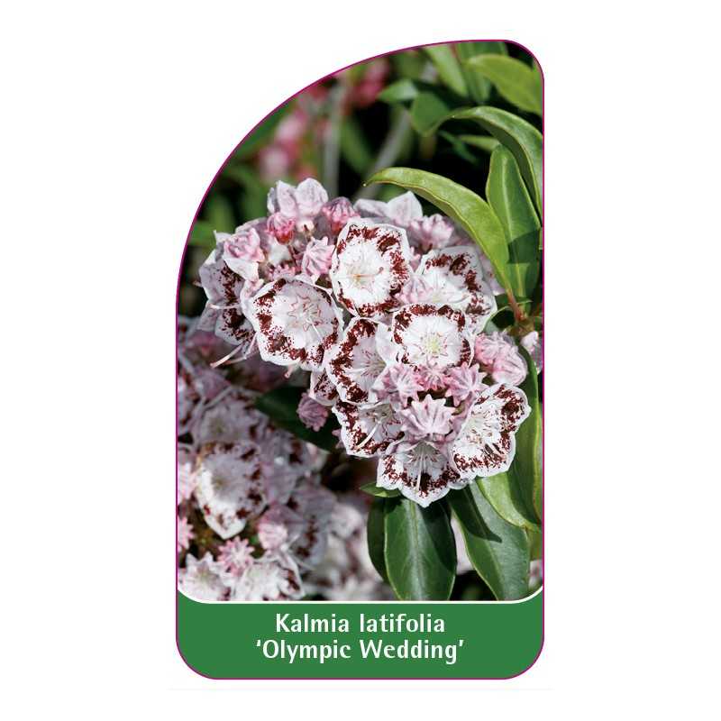 kalmia-latifolia-olympic-wedding-1