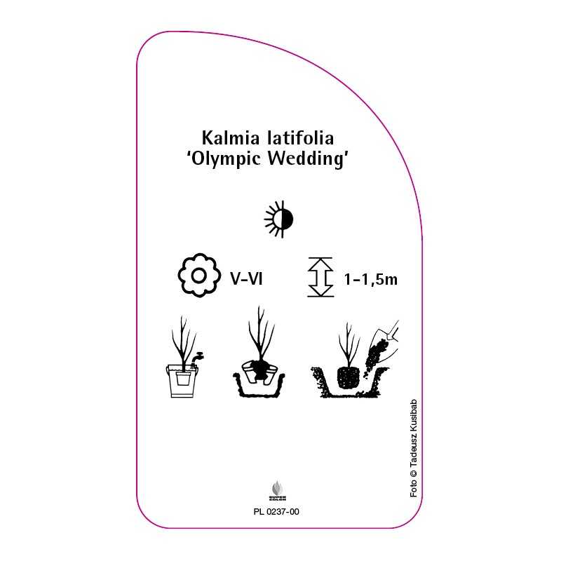 kalmia-latifolia-olympic-wedding-0