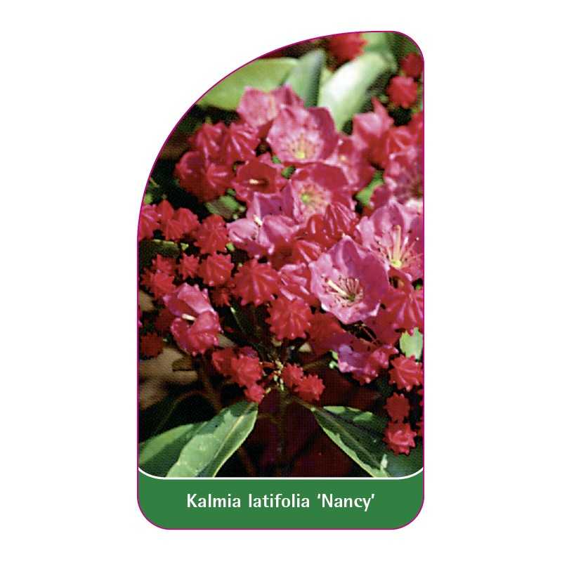 kalmia-latifolia-nancy-1